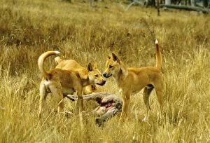Dingo - eating kangaroo carcass