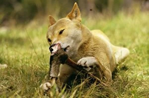 Feral Gallery: Dingo - Eating meat