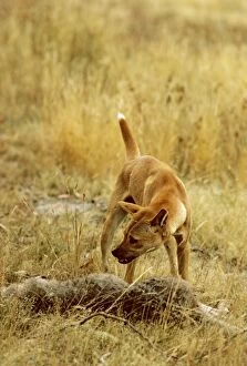 Dingo - Feeding on kangaroo carcass, Australia