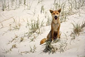 Dingo - female adult sitting on a sand dune