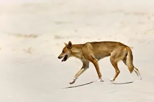 Feral Gallery: Dingo - female adult strolling along a sandy beach