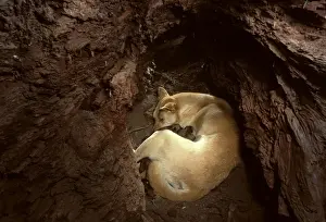 Dingo - female & pups in den, Southern New South Wales, Australia, Australia JPF17577