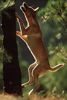 Crossing Prints: Dingo - At foot of tree trying to catch a bird