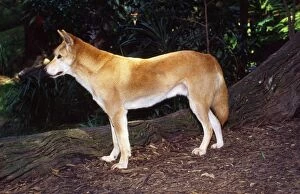 Dingo - in forest clearing