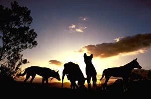 Dingo - Group at dawn