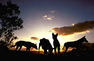 Ground Level Prints: Dingo - Group at dawn, Southern New South Wales, Australia JPF17616
