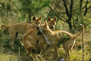 Dingo - Group - East coast - New South Wales - Australia JPF17484