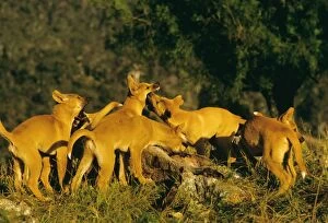 Dingo - Group feeding