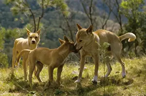 Dingo - Group - Southern New South Wales - Australia JPF17304