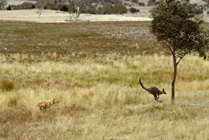 Agility Prints: Dingo - Hunting Eastern Grey Kangaroo (Macropus giganteus)