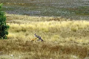 Dingo - Hunting Eastern Grey Kangaroo (Macropus giganteus) - Sequence 4 of 4 - East coast - New South Wales - Australia JPF17346