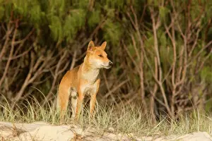 Feral Prints: Dingo - male adult stands on the edge of a wooded area and scans the beach to see if it's save to leave cover