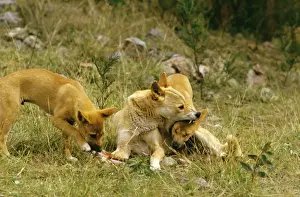 New South Wales Prints: Dingo - Male teaching 3 month old pup laws of hierarchy