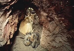 DINGO - mother in den with pups