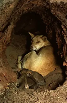 Dingos Prints: Dingo - Mother with pups in den, Australia JPF55112