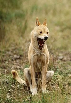 Dingo - with mouth open