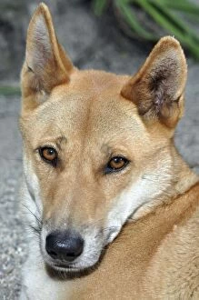 Dingo - native dog of Australia