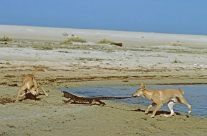 Dingo - Pair confronting Lace Monitor (Varanus varius) Dingo - Pair confronting Lace Monitor (Varanus varius)