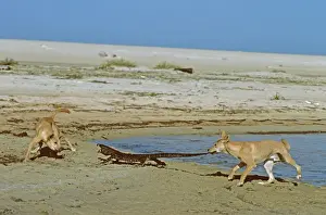 Monitors Prints: Dingo - Pair confronting Lace Monitor (Varanus varius)