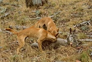 Dingo - Pair feeding on kangaroo carcass