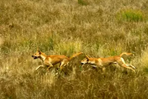 Dingo - pair running in open grassland, Southern New South Wales, Australia JPF19005
