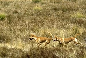 Dingo - pair running in open grassland