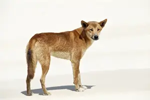 Dingos Prints: Dingo PC 130 © Piers Cavendish / ARDEA LONDON