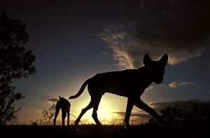 Dingo - pre-dawn