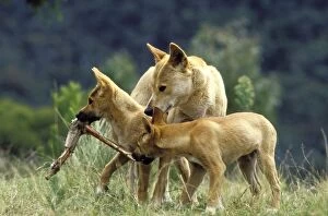 Dingo - Pups and adult with carcass