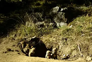 New South Wales Prints: Dingo - Pups next to den, East coast, New South Wales, Australia JPF17513