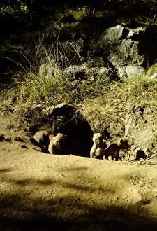 Dingo - pups at den - Southern New South Wales, Australia JPF17512