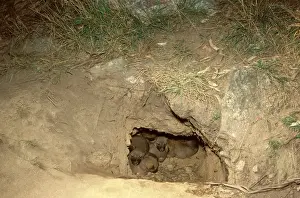 Dens Prints: Dingo - pups in den, viewed from entrance, Southern New South Wales, Australia JPF17532