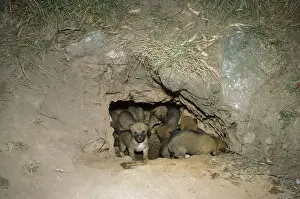 Dens Prints: Dingo - pups at mouth of den, Southern New South Wales, Australia JPF17561