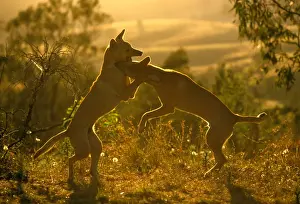 Dingos Prints: Dingo - pups play-fighting, Eastern Australia JPF55072
