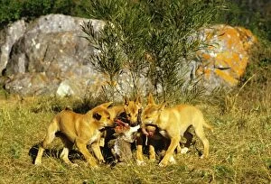 Dingo - Pups sparring over meat