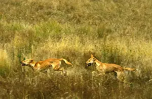 Feral Prints: Dingo - running, Southern New South Wales, Australia JPF19003
