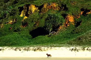 Dingo - Seventy Five Mile Beach, Great Sandy National Park, Fraser Island, Queensland, Australia JPF34683