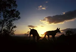 Dingo - silhouette of pair against setting sun, Southern New South Wales, Australia JPF17607