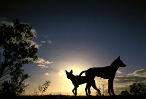 Silhouettes Prints: Dingo - silhouette, Southern New South Wales, Australia JPF17619