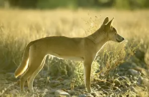 Dingos Prints: Dingo - standing, Finke Gorge National Park, Northern Territory, Australia JLR05833