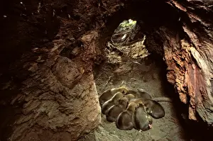 Litters Prints: Dingo - three-day-old pups in den, Southern New South Wales, Australia JPF52095