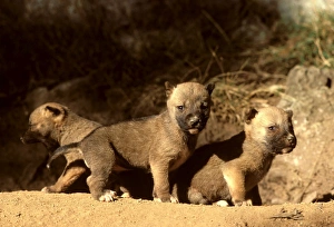 Dingo - three-week-old pups outside the den Dingo - three-week-old pups outside the den