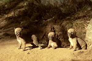 Dingo - three-week pups at den entrance