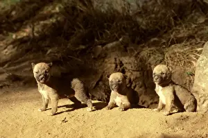 Dens Prints: Dingo - three-week pups at den entrance, Southern New South Wales, Australia JPF17511