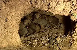 Dingo - three-weeks-old pups in den, Southern New South Wales, Australia JPF17534