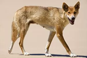 Dingo - side view of a female adult strolling along a sandy beach