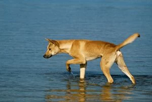 Dingo - in Water