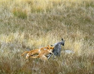 Dingo - x2 attacking Kangaroo