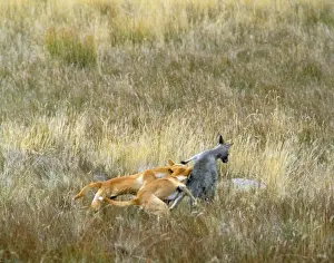 Biting Prints: Dingo - x2 attacking Kangaroo
