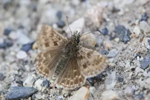 Beasty Prints: Dingy Skipper - Butterfly - UK